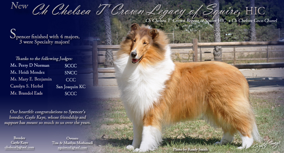 Squire Collies -- CH Chelsea T' Crown Legacy Of Squire, HIC