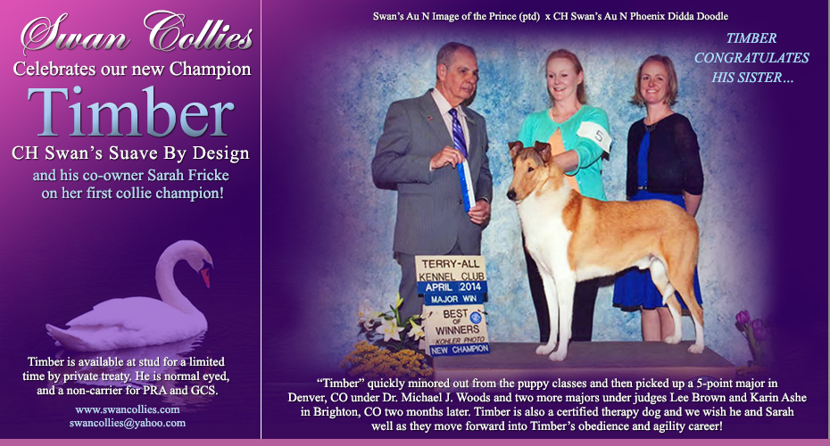 Swan Collies -- CH Swan's Suave By Design