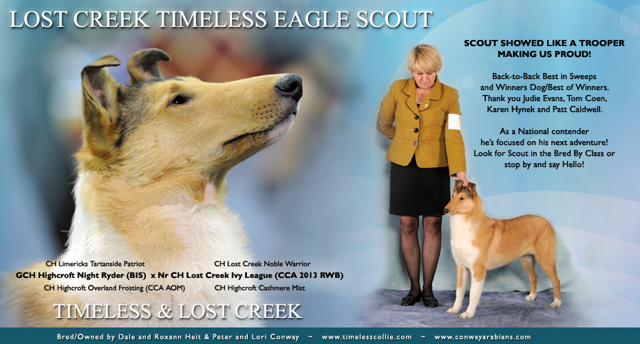Timeless Collies / Lost Creek Collies -- Lost Creek Timeless Eagle Scout