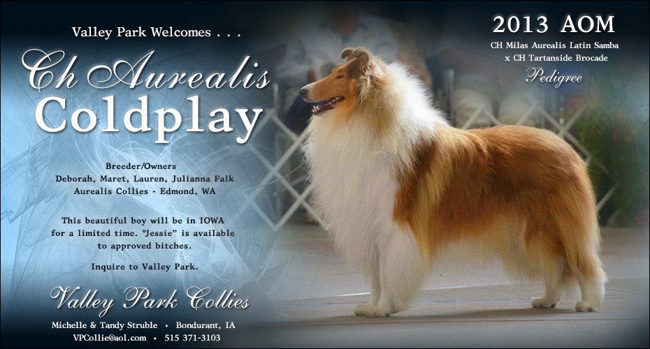 Valley Park Collies -- CH Aurealis Coldplay