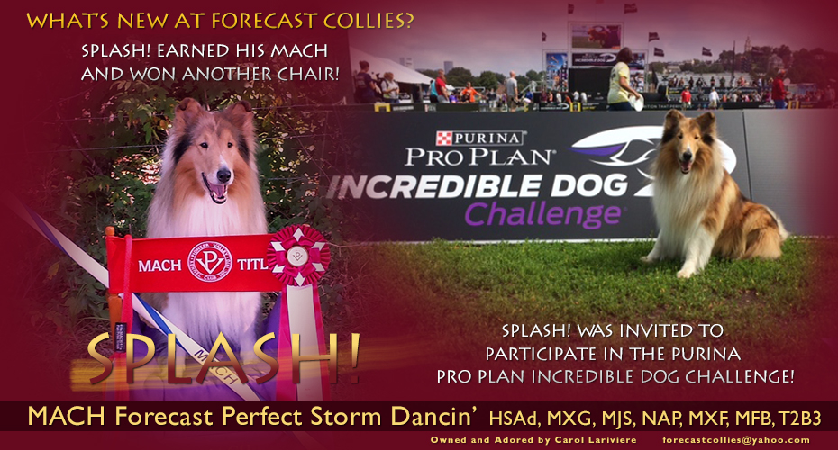 Forecast Collies --  MACH Forecast Perfect Storm Dancin' HSAd, MXG, MJS, NAP, MXF, MFB, T2B3