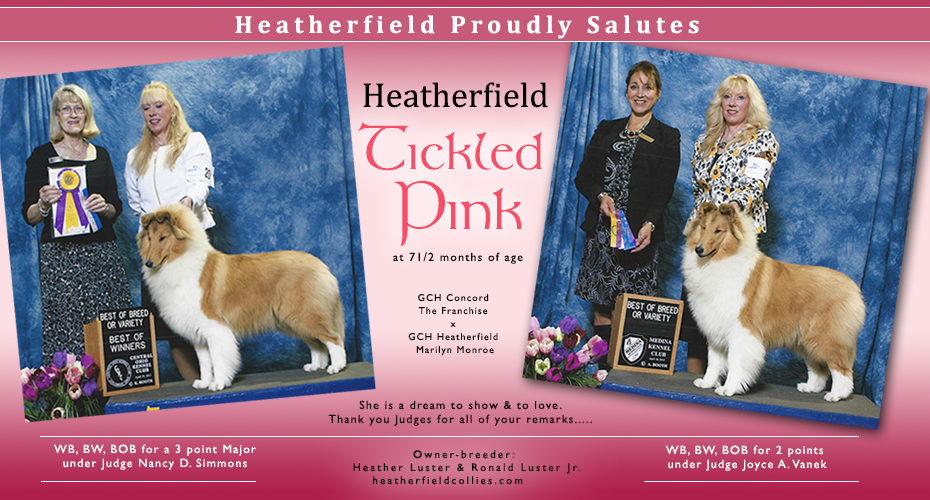 Heatherfield Collies -- Heatherfield Tickled Pink