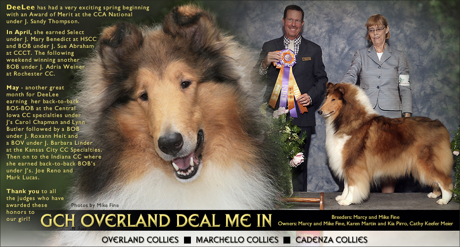 Overland Collies / Marchello Collies / Cadena Collies -- GCH Overland Deal Me In