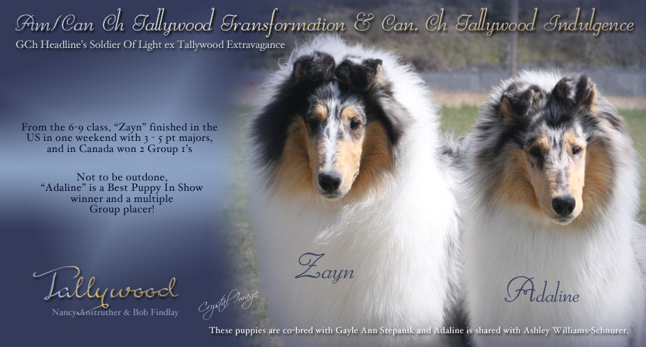 Tallywood Collies -- AM / CAN CH Tallywood Transformation and CAN CH Tallywood Indulgence