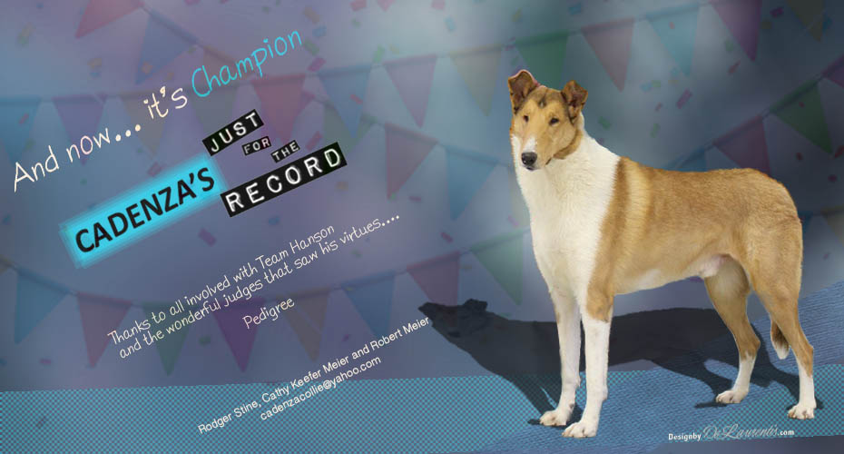 Cadenza Collies -- CH Cadenza's Just For The Record