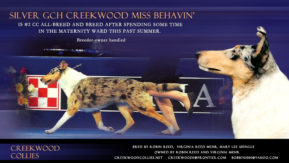 Creekwood Collies -- Silver GCH Creekwood Miss Behavin'