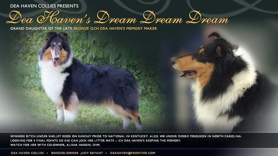 Dea Haven Collies -- Dea Haven's Dream Dream Dream