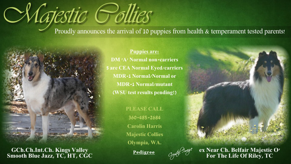 Majestic Collies 