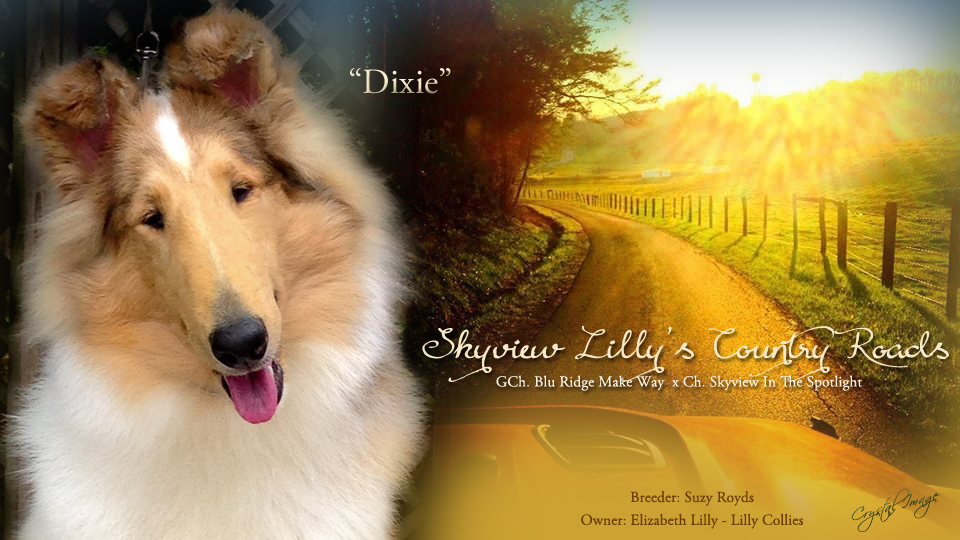 Lilly Collies -- Skyview Lilly's Country Roads