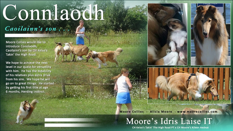 Moore Collies -- Moore’s Idris Laise IT