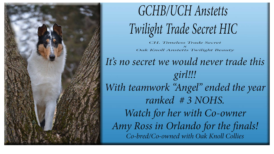 Oak Knoll Collies -- GCHB/UCH Anstetts Twlight Trade Secret HIC