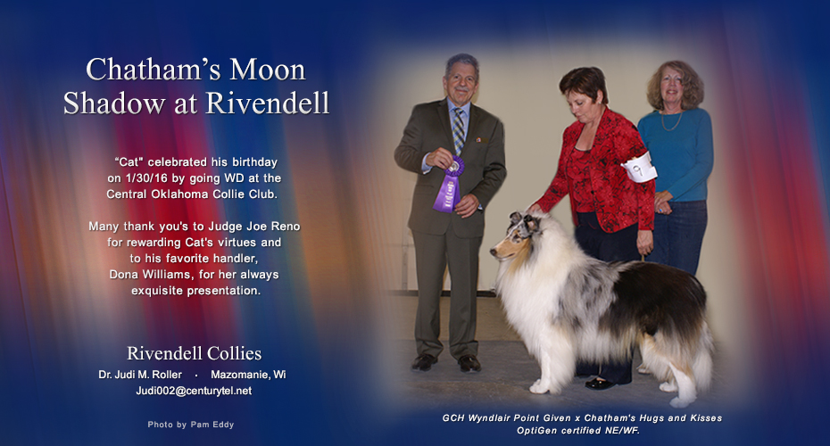 Rivendell Collies -- Chatham's Moon Shadow At Rivendell