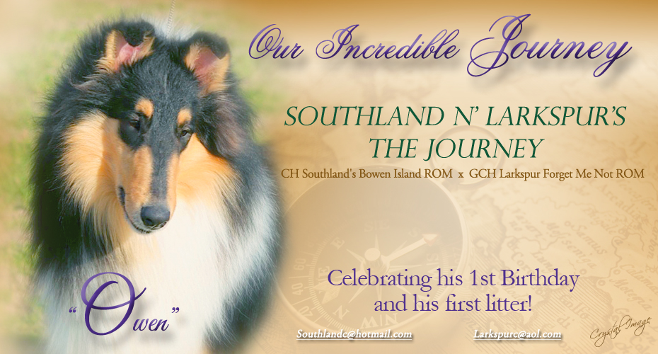 Southland Collies / Larkspur Collies -- Southland N' Larkspur's The Journey