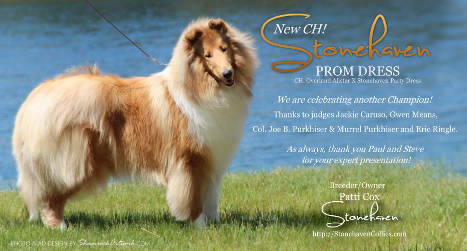 Stonehaven Collies -- CH Stonehaven Prom Dress