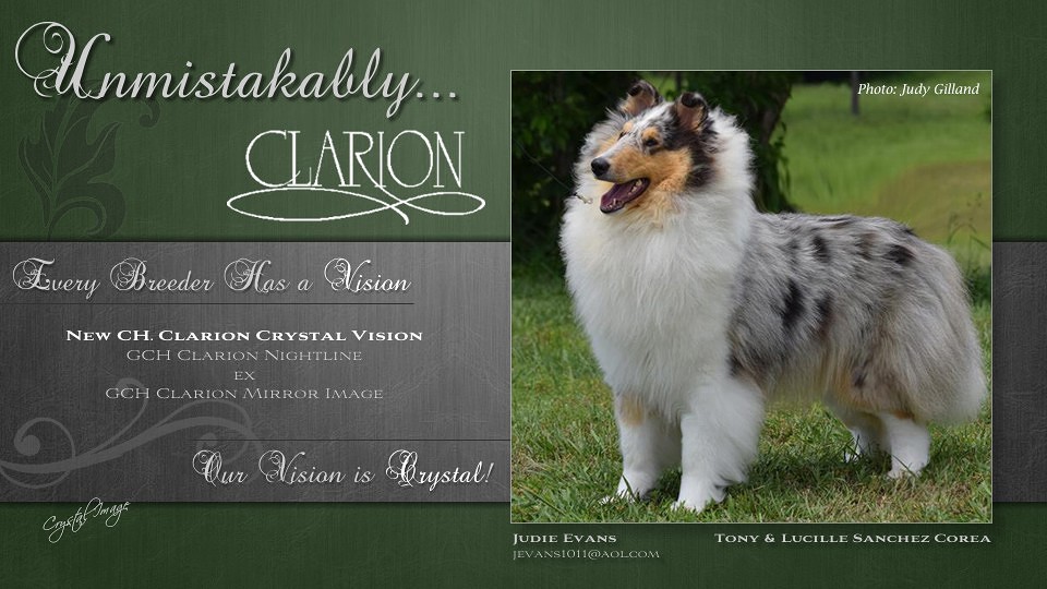 Clarion Collies -- CH Clarion Crystal Vision