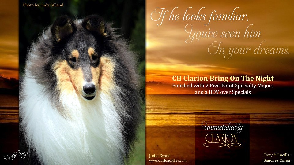 Clarion Collies -- CH Clarion Bring On The Night