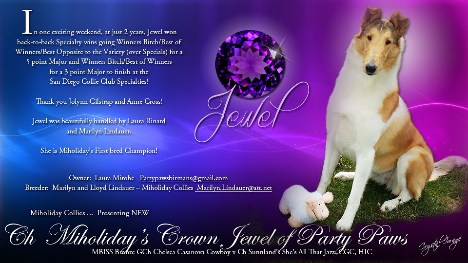 Miholiday Collies -- CH Miholiday's Crown Jewel Of Party Paws