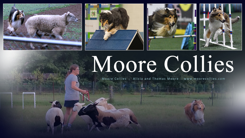 Moore Collies 