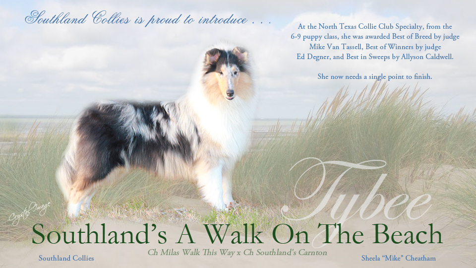 Southland Collies -- Southland's A Walk On The Beach