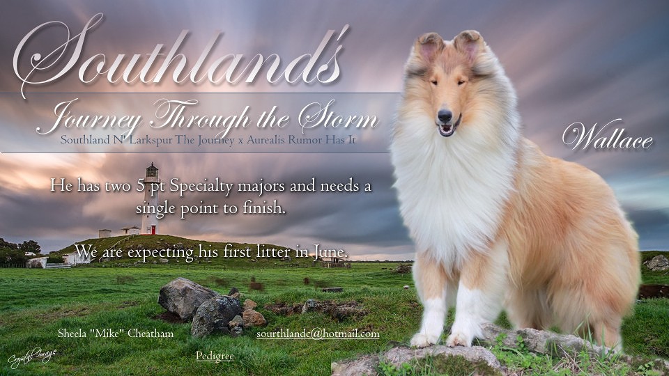 Southland Collies -- Southland's Journey Through The Storm
