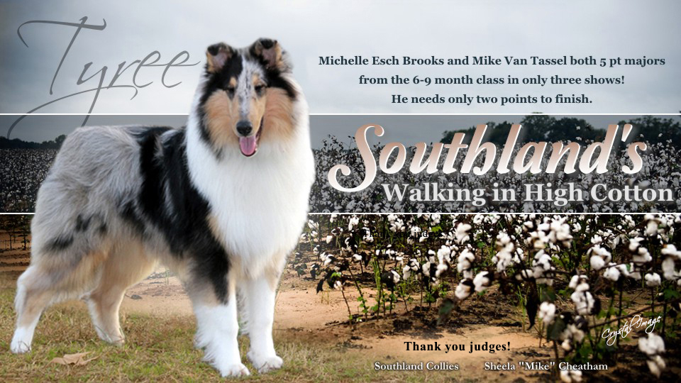 Southland Collies -- Southland's Walking In High Cotton