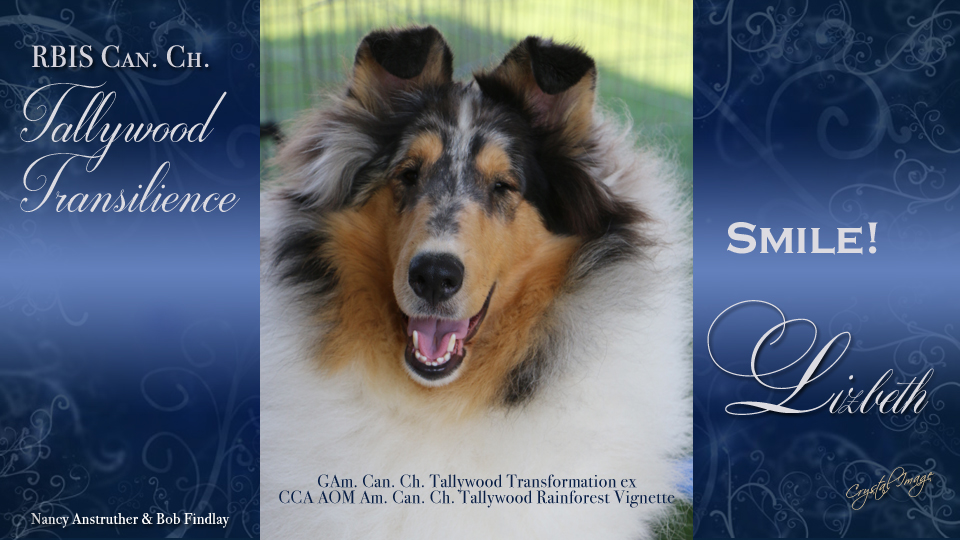 Tallywood Collies - CAN CH Tallywood Transilience