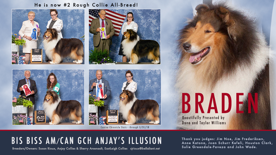 Anjay Collies / Eastleigh Collies -- AM/CAN CH GCH Anjay's Illusion