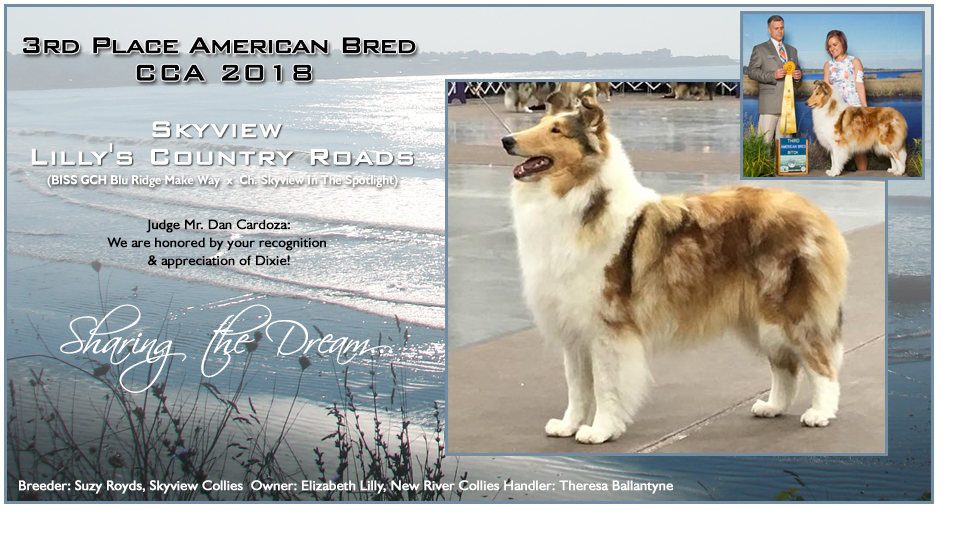 Skyview Collies / New River Collies -- Skyview Lilly's Country Roads