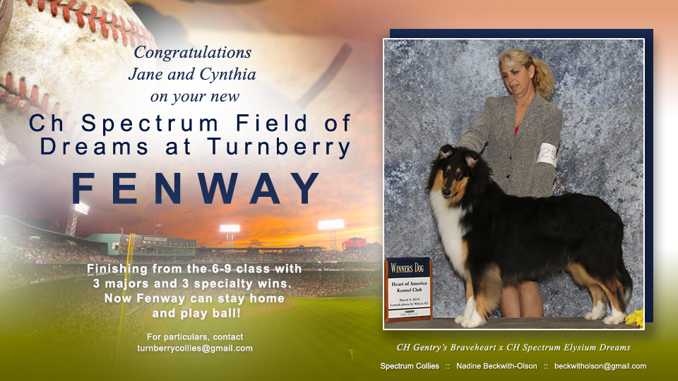 Spectrum Collies -- CH Spectrum Field Of Dreams At Turnberry