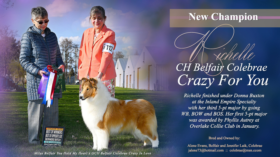 Belfair Collies / Colebrae Collies -- CH Belfair Colebrae Crazy For You