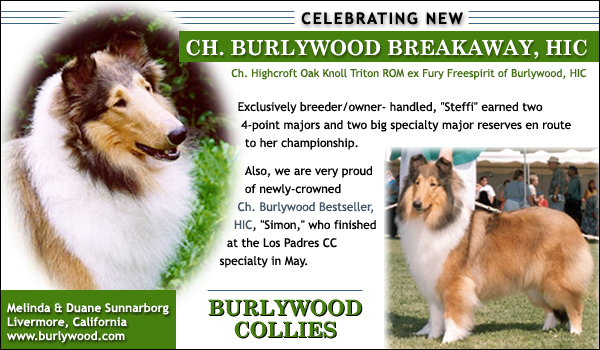 Burlywood Collies -- Ch. Burlywood Breakaway, HIC