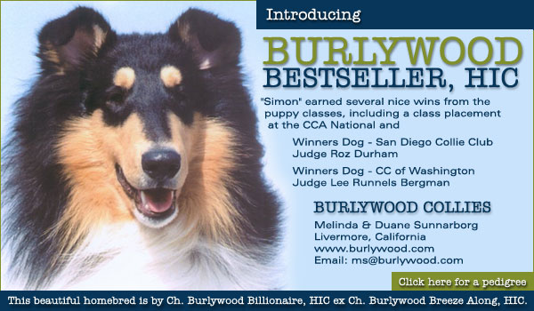 Burlywood Collies -- Burlywood Bestseller HIC
