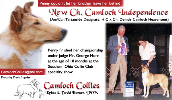 Camloch Collies – New Ch. Camloch Independence