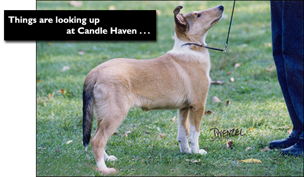 Candle Haven Collies