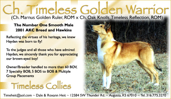 Timeless Collies -- Ch. Timeless Golden Warrior 