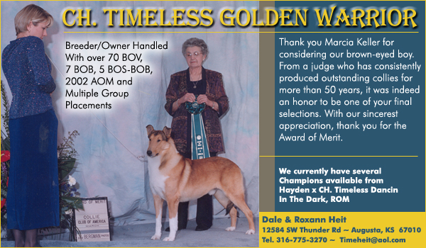 Timeless Collies -- Ch. Timeless Golden Warrior 