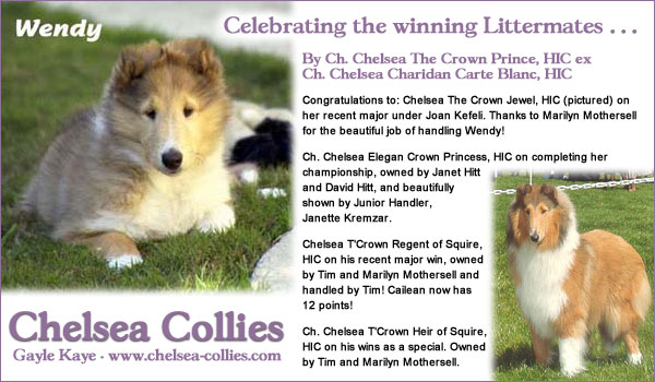 Chelsea Collies -- Chelsea The Crown Jewel, HIC