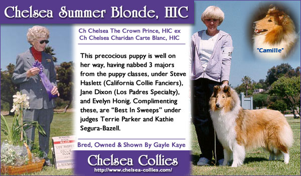Chelsea Collies -- Chelsea Summer Blonde 