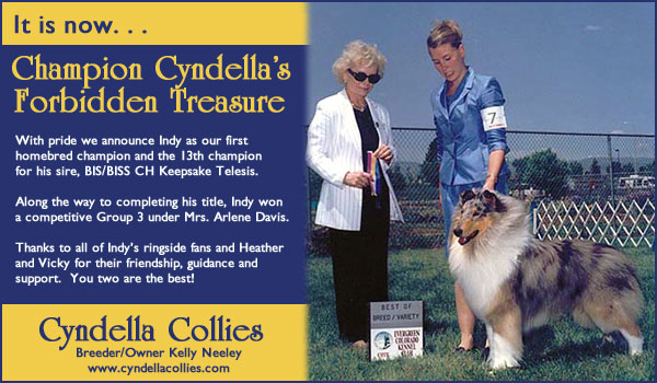 Cyndella Collies -- Ch. Cyndella's Forbidden Treasure