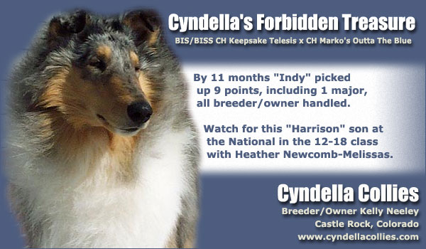 Cyndella Collies -- Cyndella's Forbidden Treasure