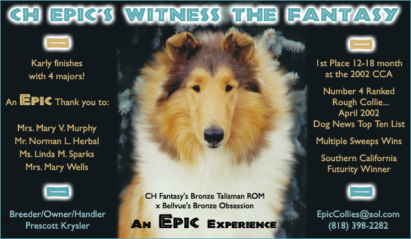 Epic Collies -- Ch. Epic's Witness The Fantasy