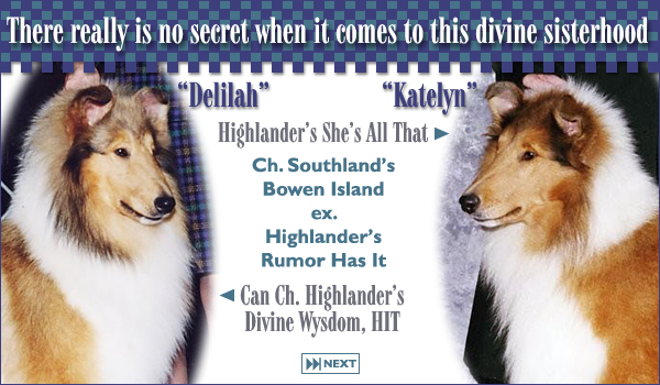 Highlander Collies -- Highlander's She's All That/Can. Ch. Highlander's Divine Wysdom, HIT