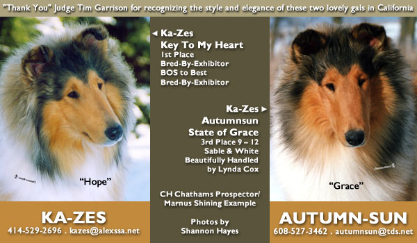 Ka-Zes Collies/Autumn-Sun Collies -- Ka-Zes Key To My Heart/Ka-Zes Autumnsun State of Grace