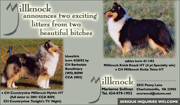 Millknock Collies -- Millknock announces two exciting litters 