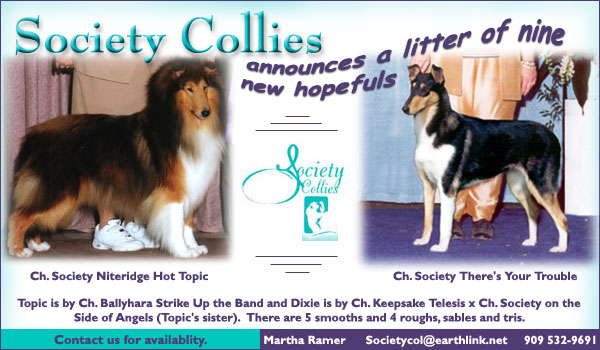 Society Collies -- Ch. Society Niteridge Hot Topic/Ch. Society There's Your Trouble