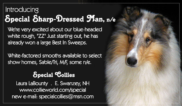 Special Collies -- Special Sharp-Dressed Man