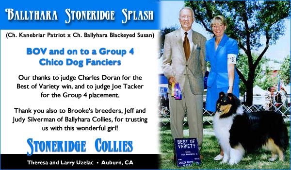 Stoneridge Collies -- Ballyhara Stoneridge Splash
