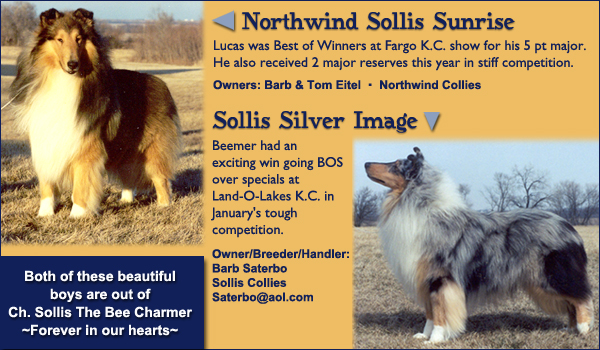 Valley Park Collies -- Northwind Sollis Sunrise/Sollis Silver Image
