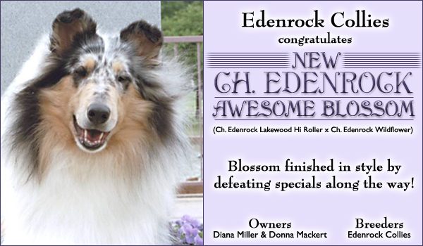Ch. Edenrock Awesome Blossom