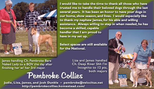 Pembroke Collies